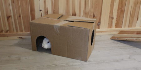Das Foto zeigt ein Papphaus als Kaninchenspielzeug