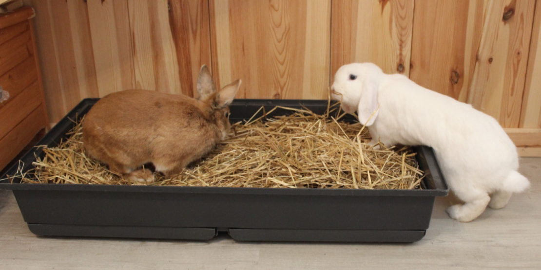 Das Foto zeigt eine Kaninchentoilette