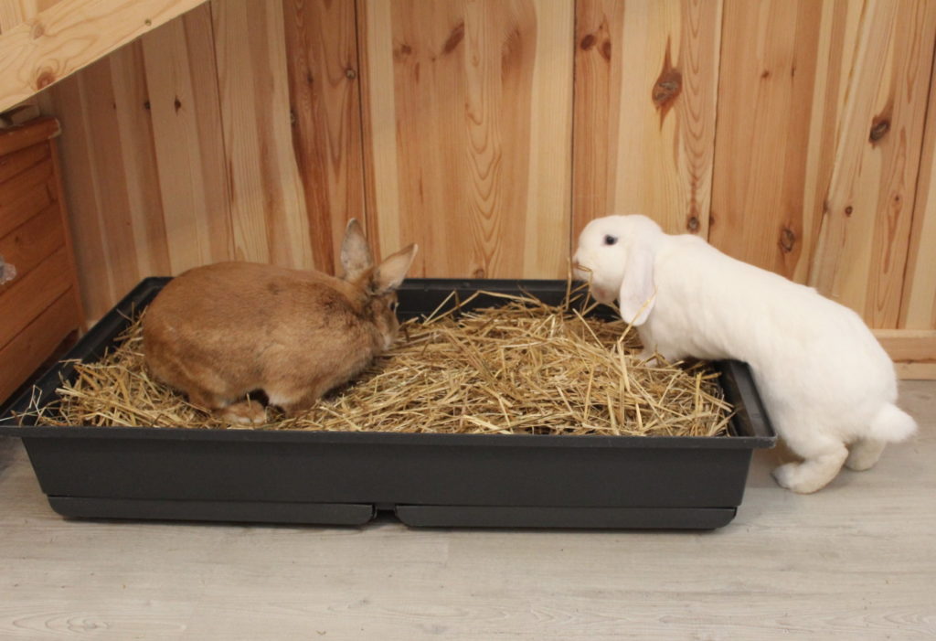 Das Foto zeigt zwei Kaninchen in einer Kaninchenwanne