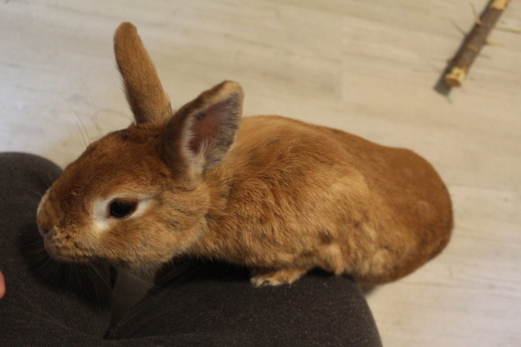 Das Foto zeigt, wie das Kaninchen auf den Schoß klettert