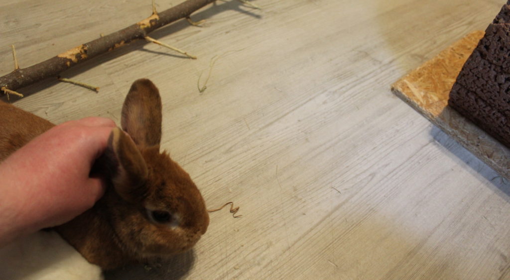 Das Foto zeigt ein Kaninchen beim Kraulen