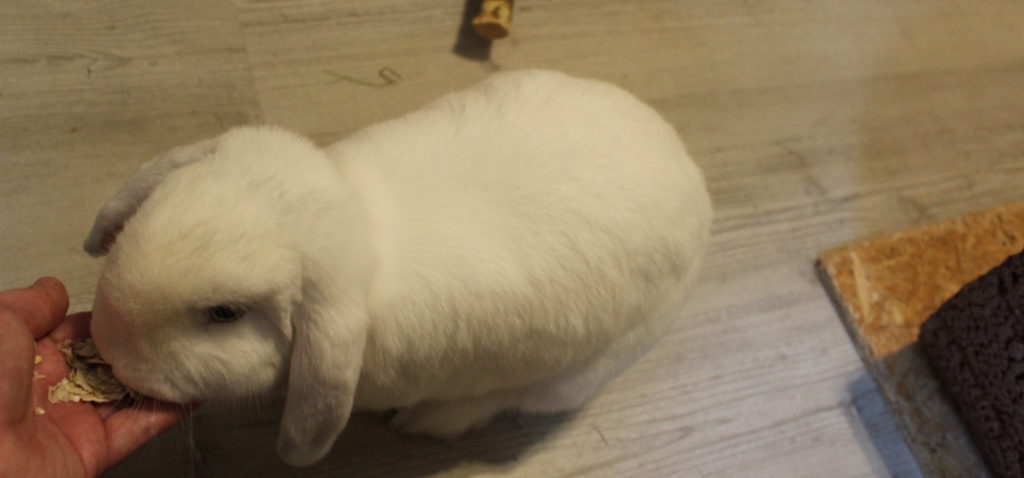 Das Foto zeigt ein Kaninchen, das ein Leckerli frisst