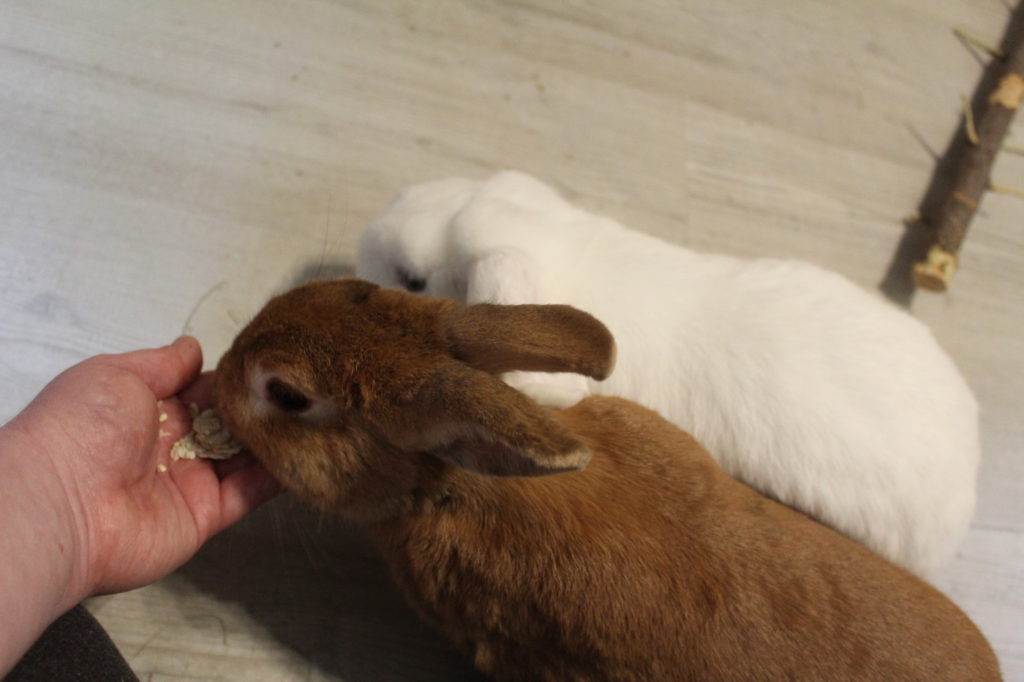 Das Foto zeigt Kaninchen die Leckerlis fressen