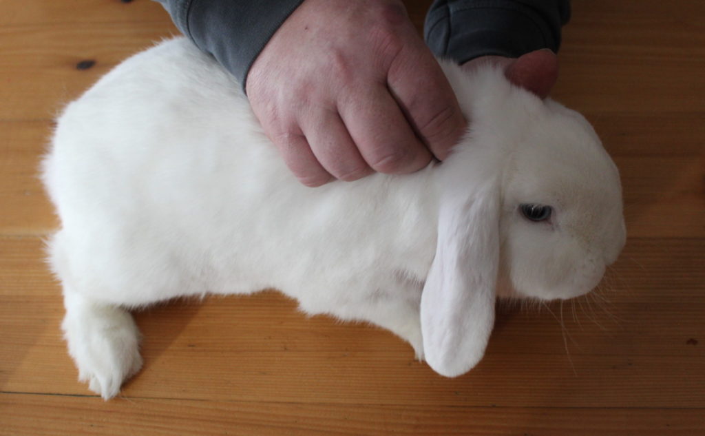 Das Foto zeigt den Nackengriff beim Kaninchen