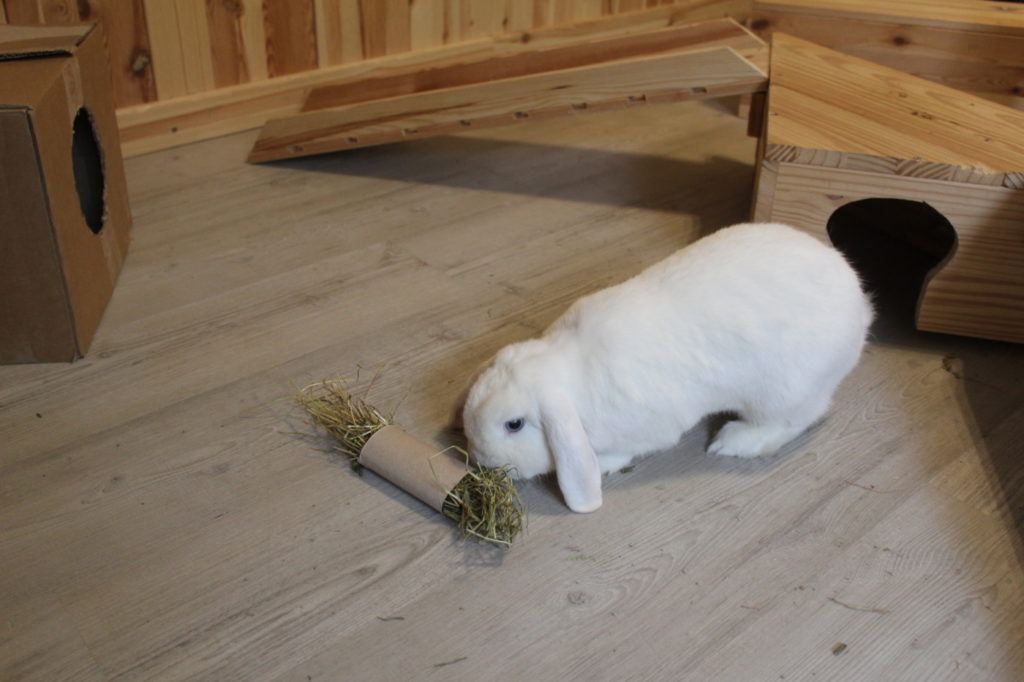 Das Foto zeigt ein Kaninchen mit Papprolle als Spielzeug
