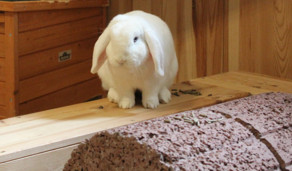 Das Foto zeigt ein sitzendes Kaninchen