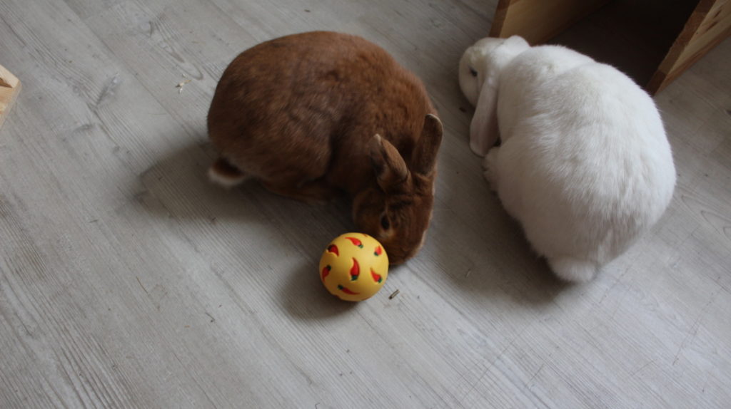 Das Foto zeigt ein Kaninchen mit einem Snackball