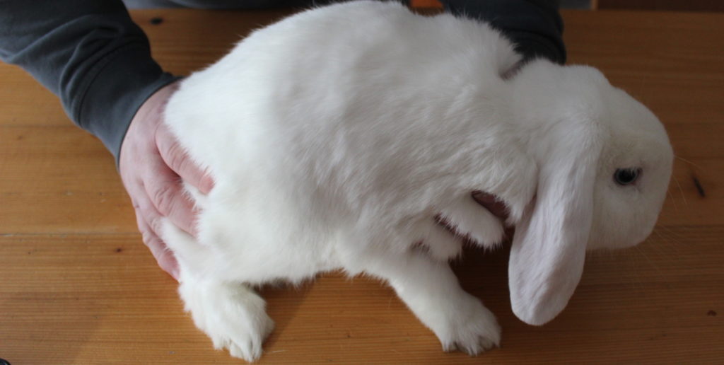 Das Foto zeigt die Standard Methode beim Hochheben eines Kaninchens