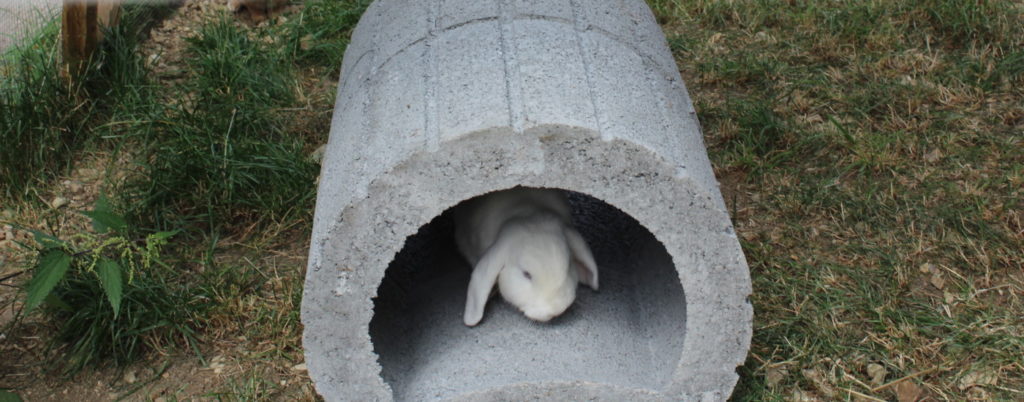 Das Foto zeigt ein Kaninchen im Steintunnel