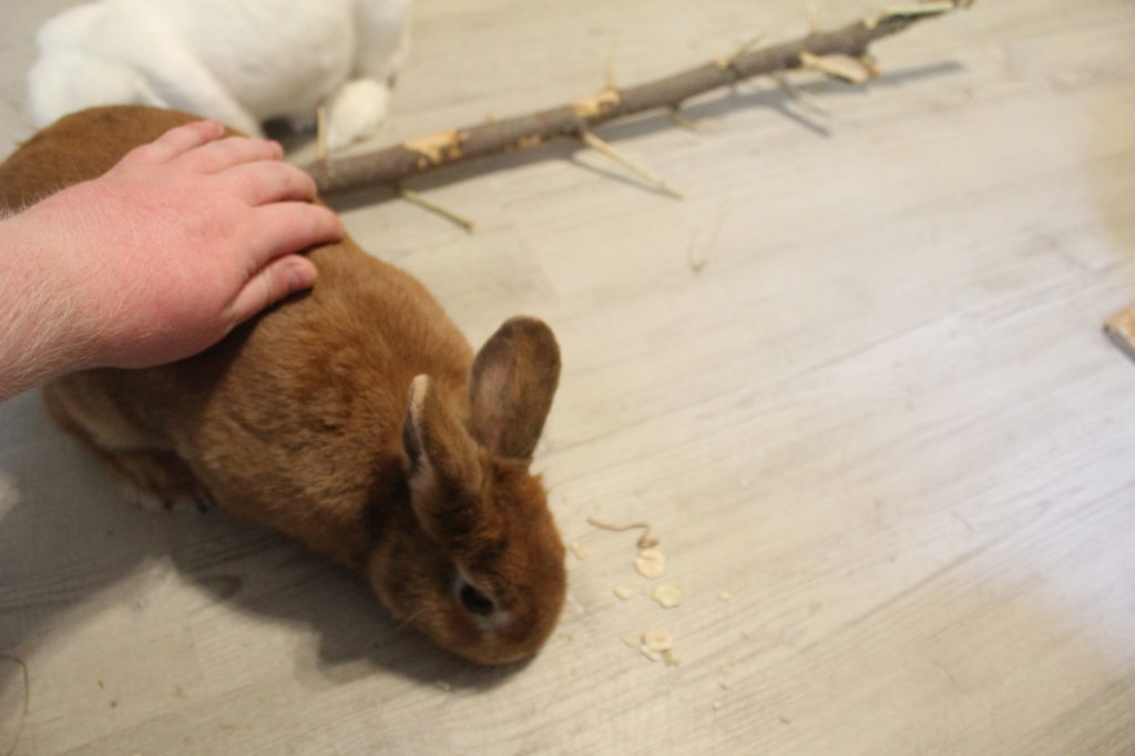 Das Foto zeigt, wie ein Kaninchen gestreichelt wird
