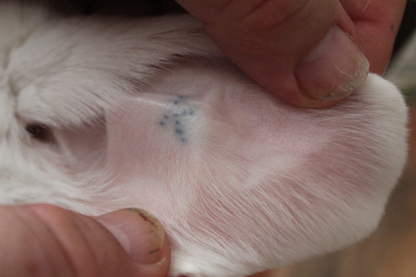 Woran Merkt Man Das Kaninchen Geschlechtsreif Sind Geschlecht beim Kaninchen - Geschlechtsbestimmung, Geschlechtsreife