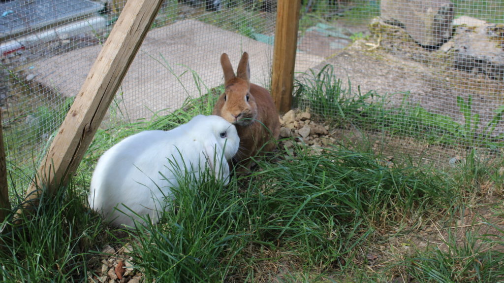 Das Foto zeigt zwei Kaninchen im Freiland