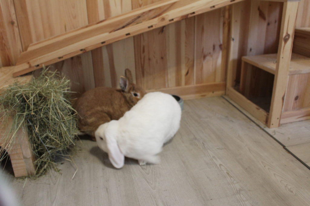 Das Foto zeigt zwei Kaninchen mit Heu