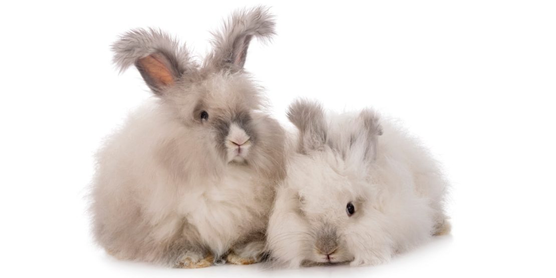 Angora Kaninchen