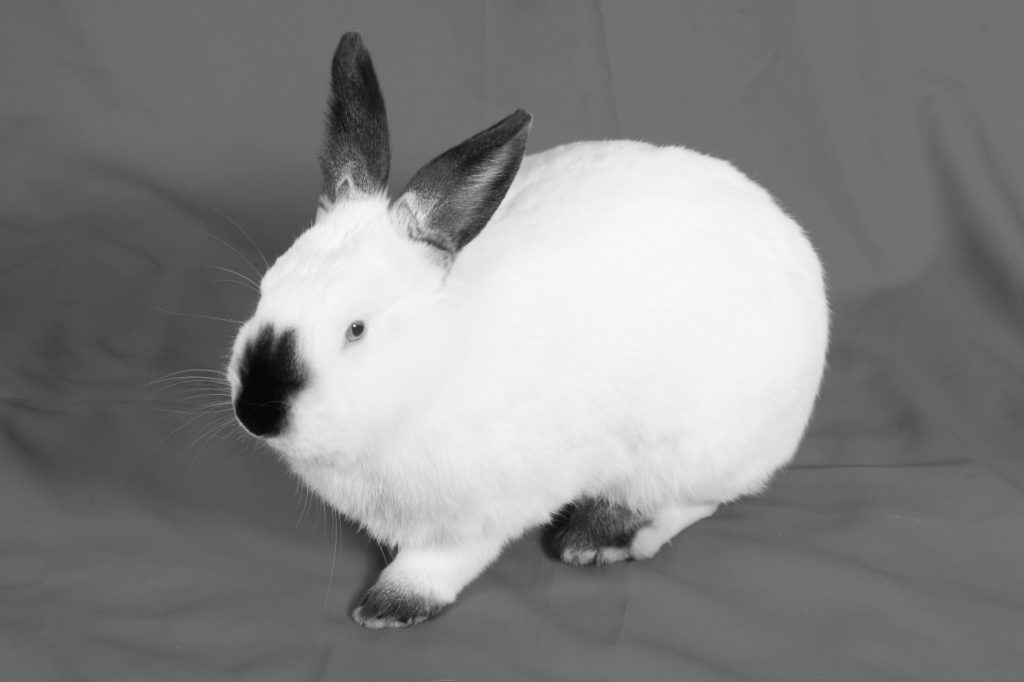 Aussehen des Hase mit schwarzer Nase