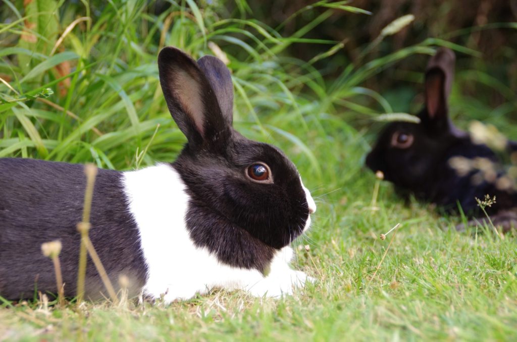 Außenhaltung der Holländer Kaninchen