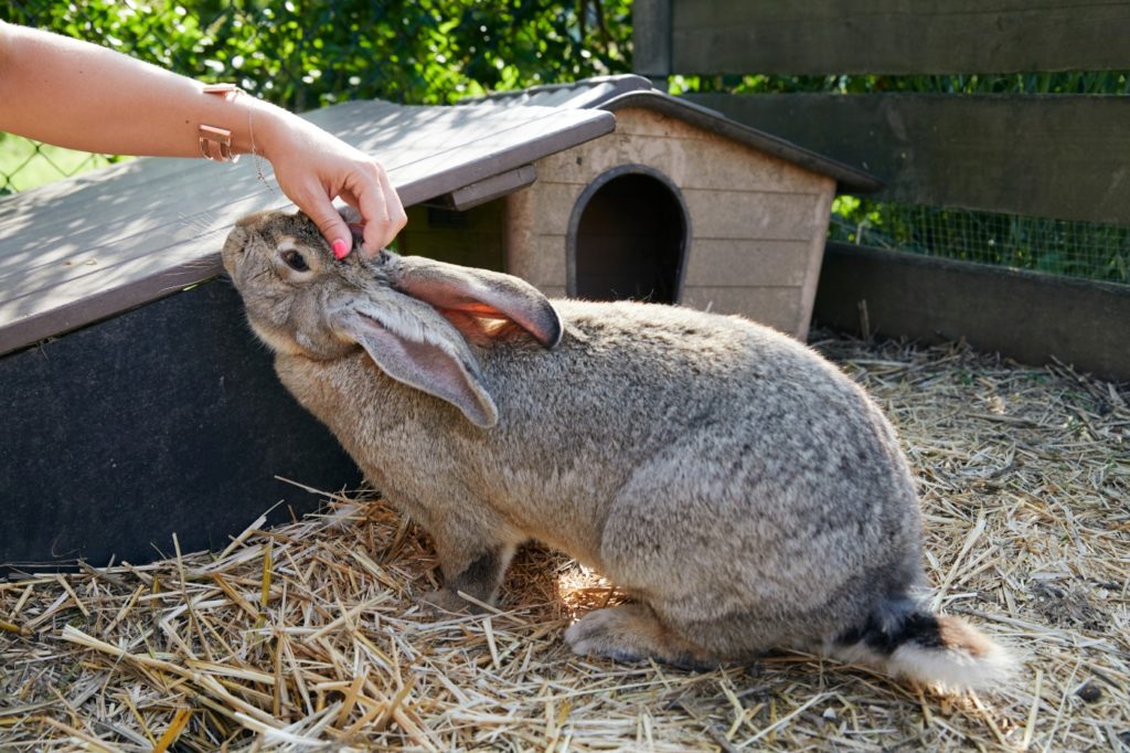 Charakter der Riesenkaninchen