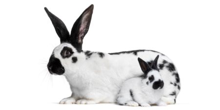Englische Schecken Kaninchen