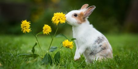Farbenzwerg Kaninchen