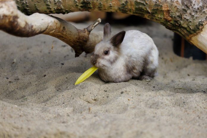Kaninchen-Futterstation – Interaktives Futterspielzeug Für Heu & Leckerlis, Gegen Langeweile
