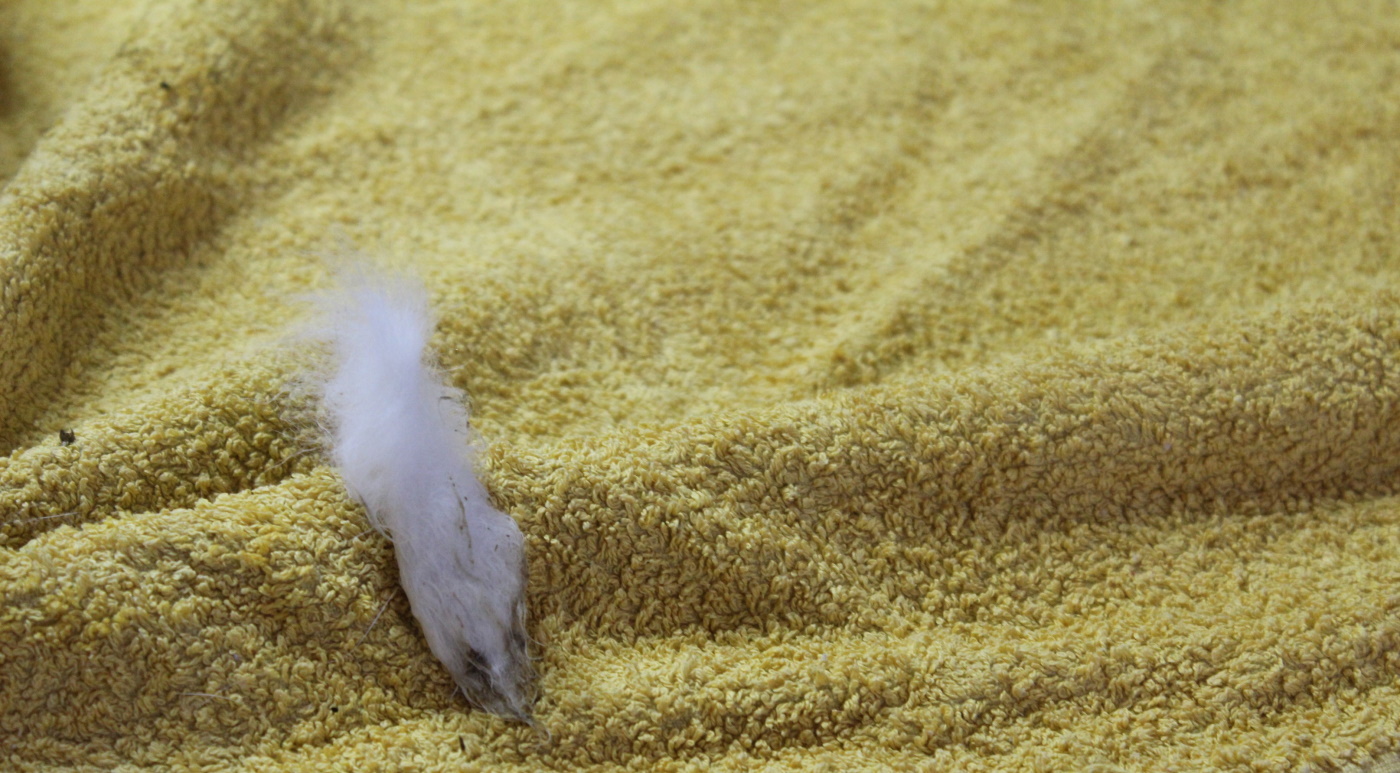 Durchfall Kaninchen Ursachen, Symptome und Behandlung