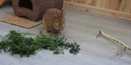 Das Foto zeigt ein Kaninchen das neben Grün-Futter sitzt