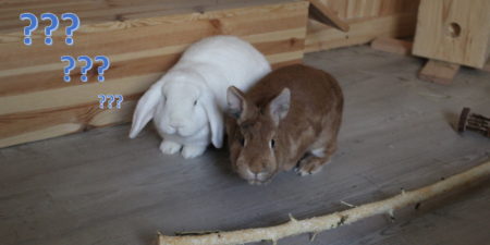 Das Foto zeigt zwei Kaninchen die in die Kamera schauen