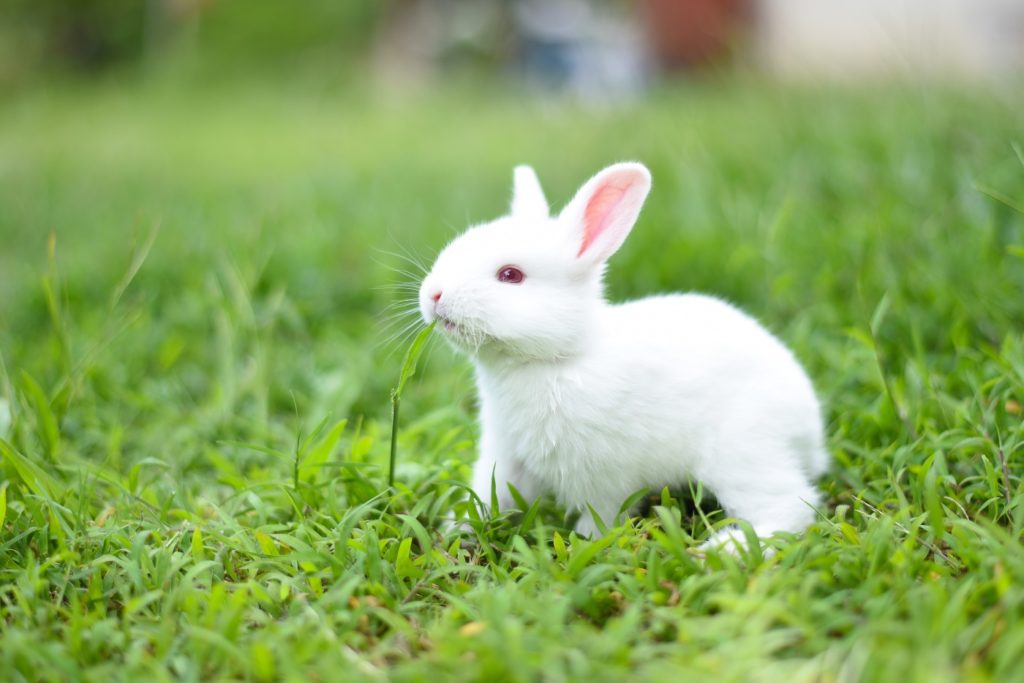 Haltung der Hermelinkaninchen