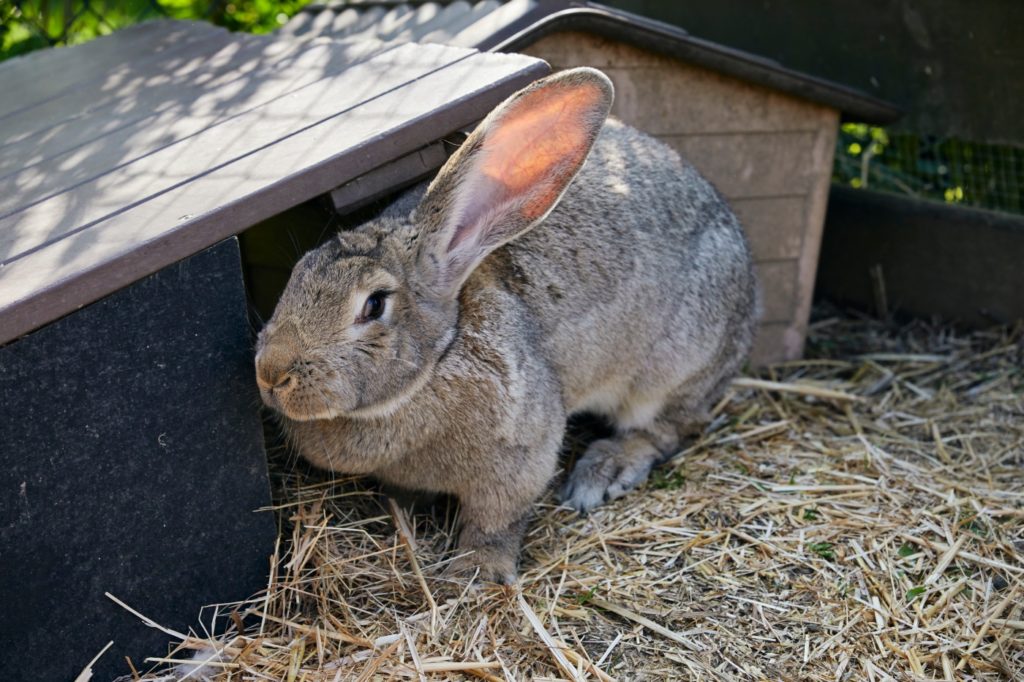 Haltung sehr großer Kaninchen