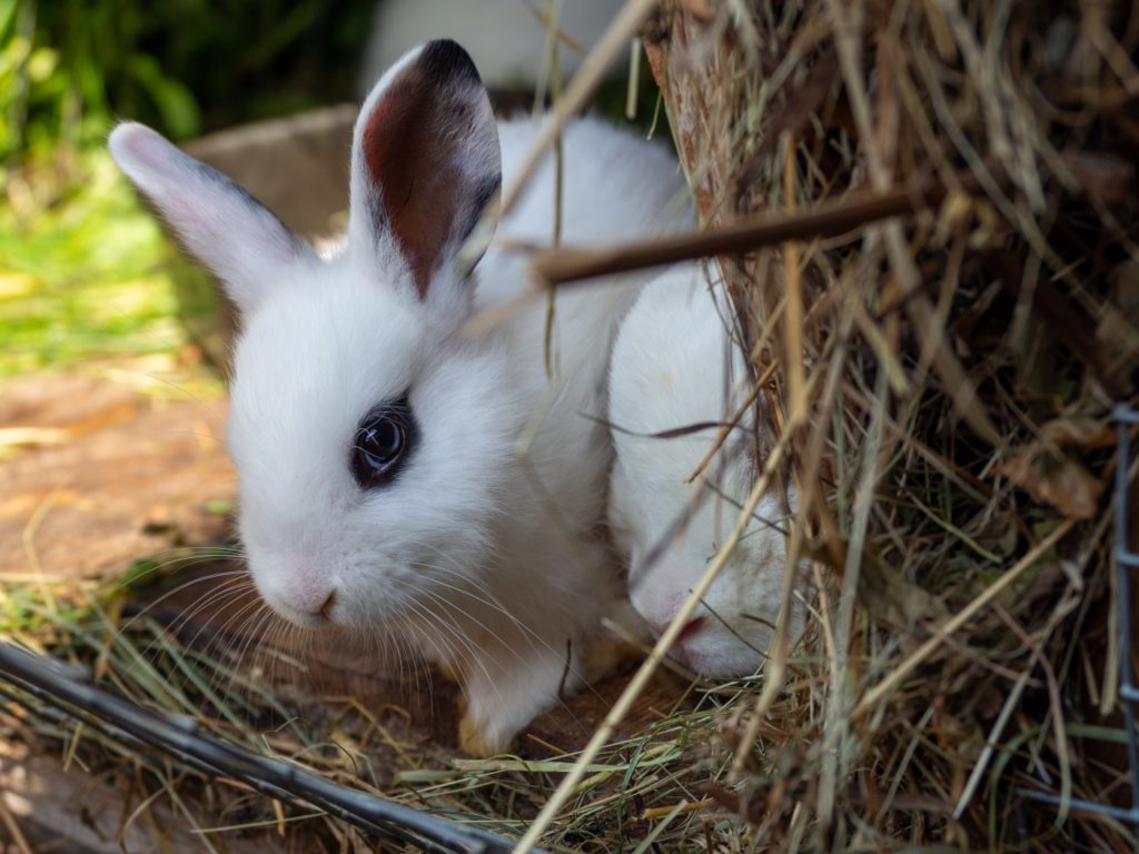 Haltung der Zwerg-Hotot Kaninchen