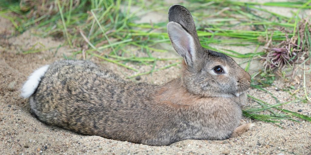 Hasenkaninchen Haltung, Charakter, Aussehen & Herkunft