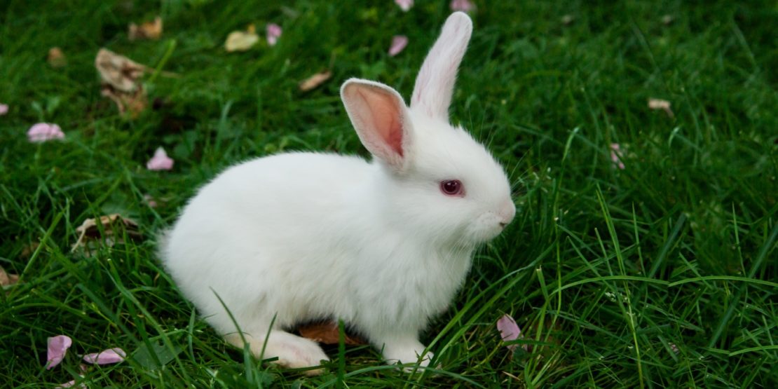 Hermelinkaninchen