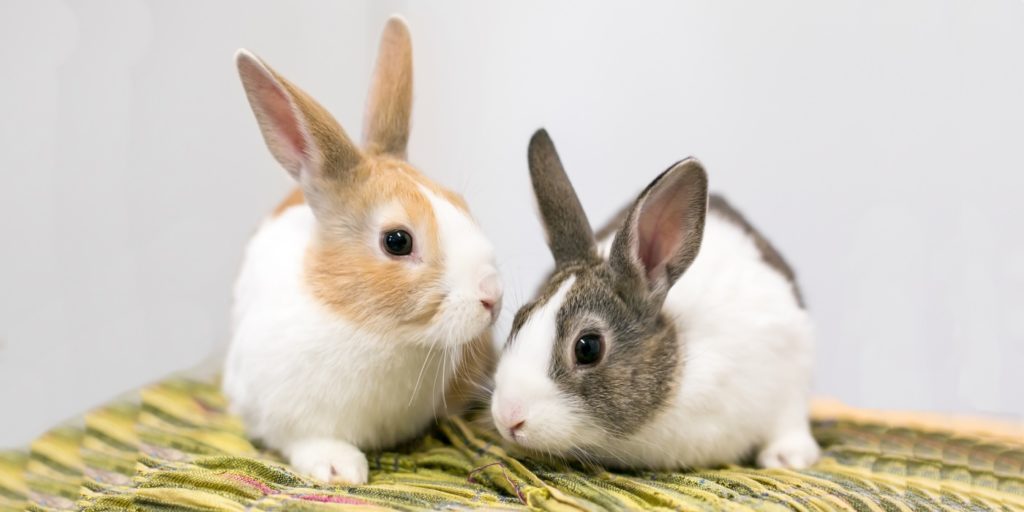 Inchen Holländer Kaninchen - Herkunft, Charaktereigenschaften, Haltungstipps