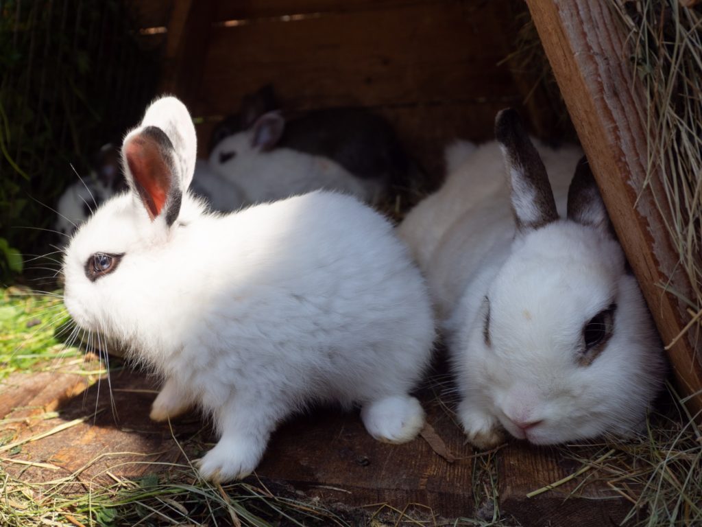 Hotot Kaninchen in Außenhaltung