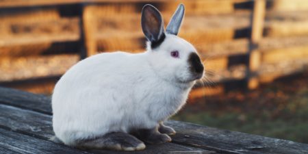 Kalifornier Kaninchen