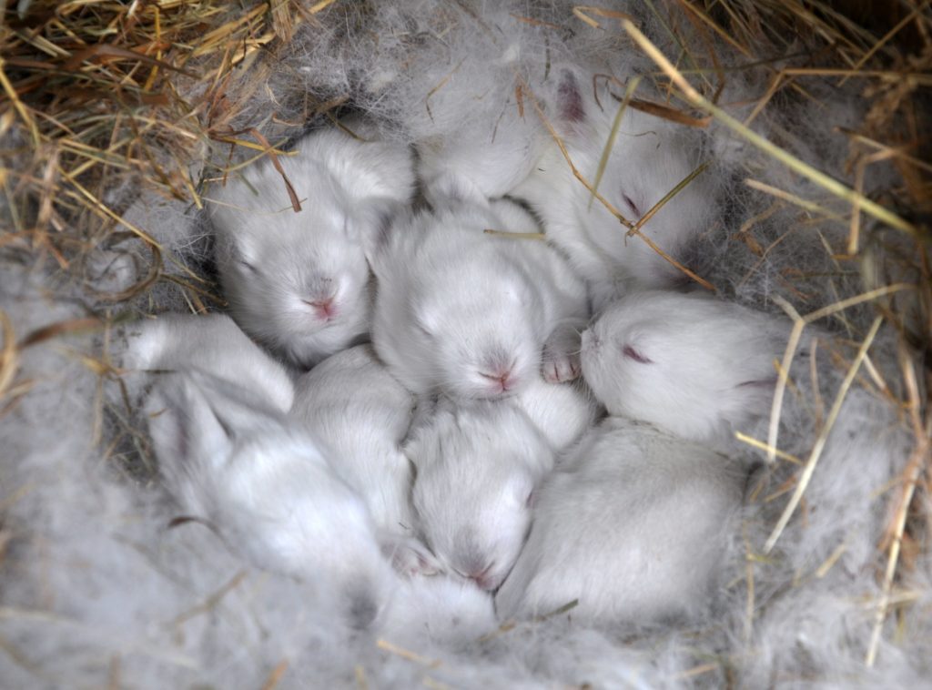 Jungtiere der Kalifornier Kaninchen