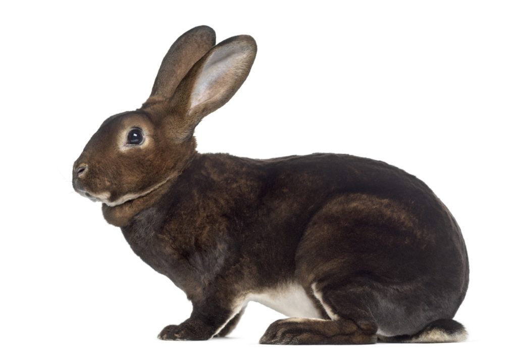 Kaninchen mit kurzem Fell