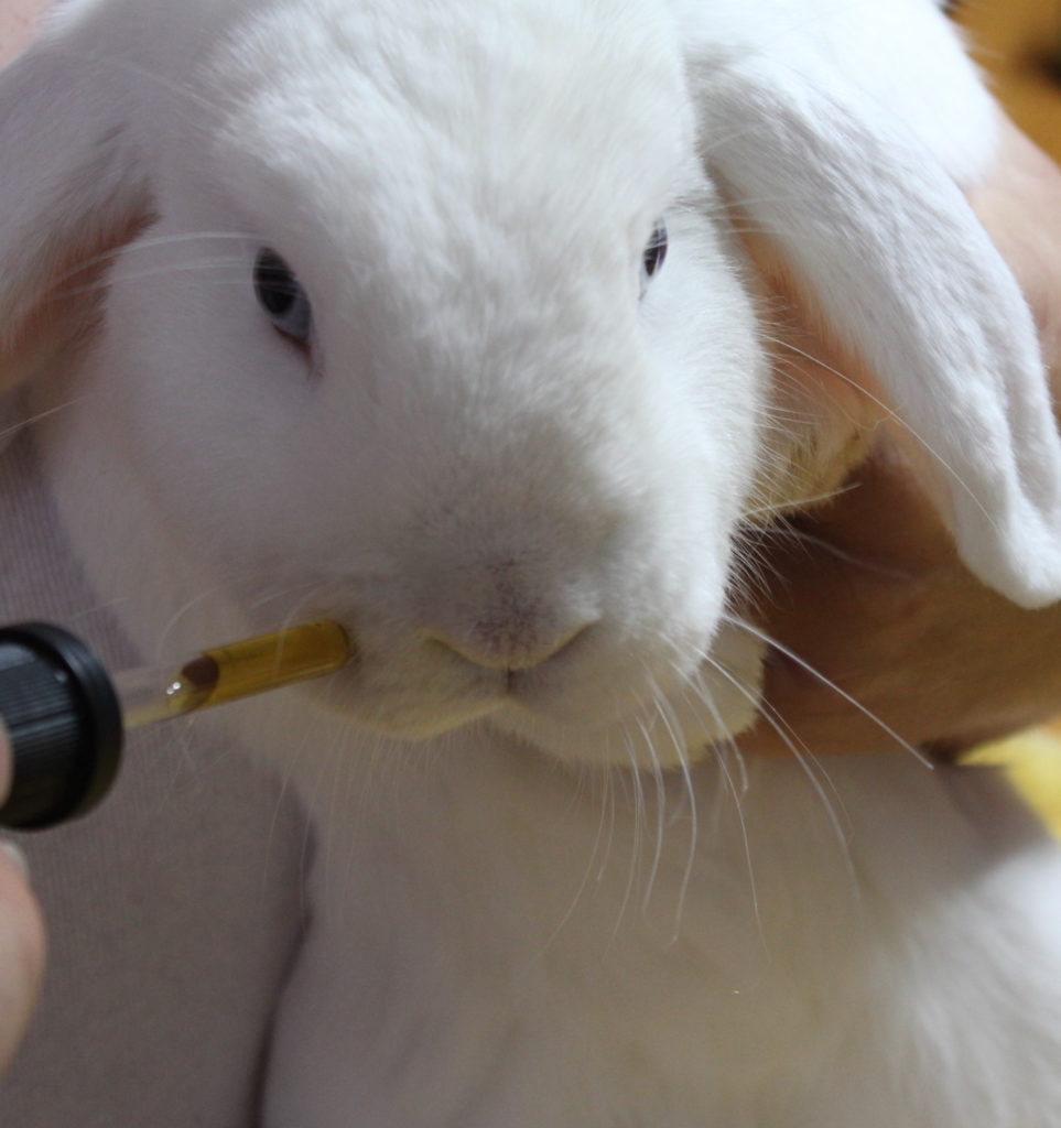 Das Foto zeigt ein Kaninchen, das Tee aus einer Pipette trinkt