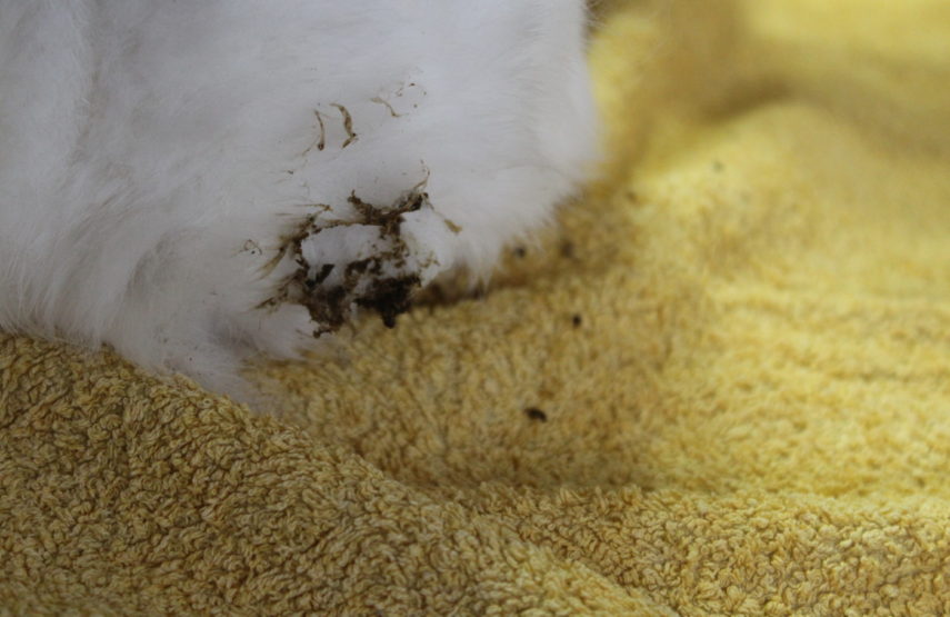 Durchfall Kaninchen Ursachen, Symptome und Behandlung
