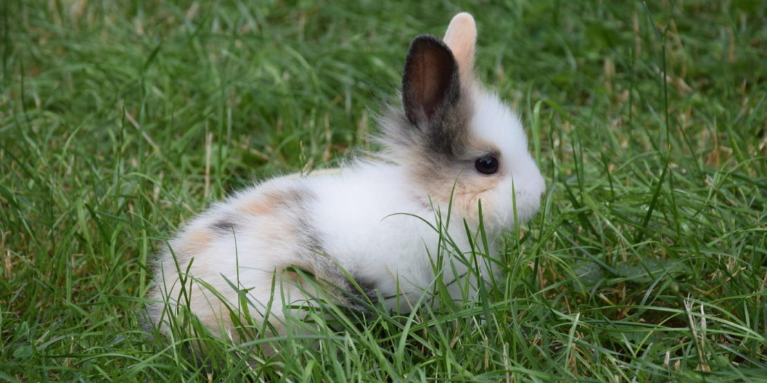 Das Foto zeigt ein Kaninchen