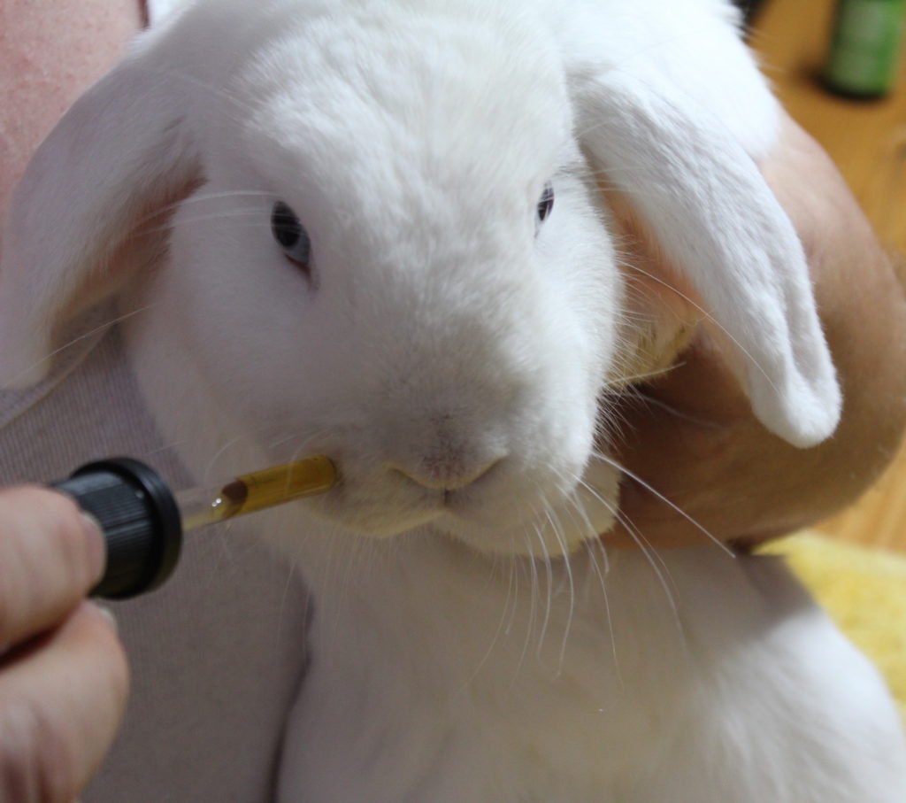 Das Foto zeigt ein Kaninchen das Kamillentee aus einer Pipette trinkt