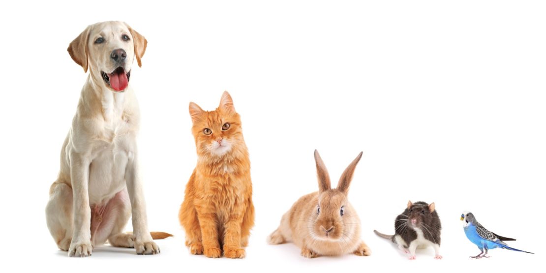 Kaninchen mit anderen Tieren vergesellschaften