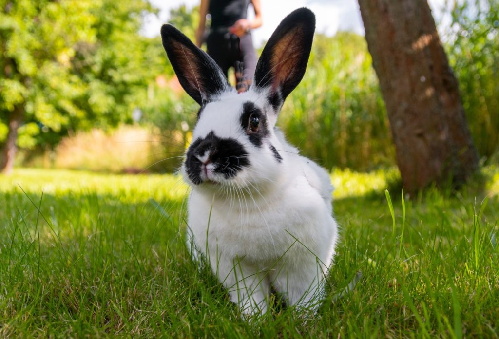 Kaninchen Charakter
