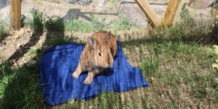Das Foto zeigt ein Kaninchen auf einem Handtuch im Gehege