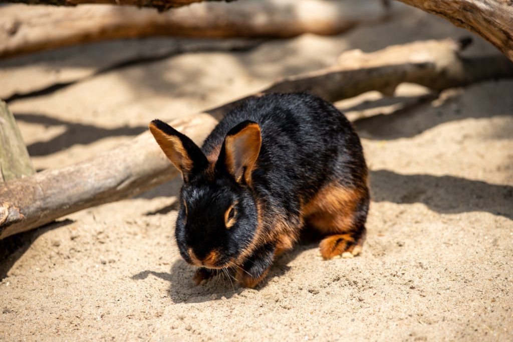 Charakter der Kaninchenrasse Lohkaninchen