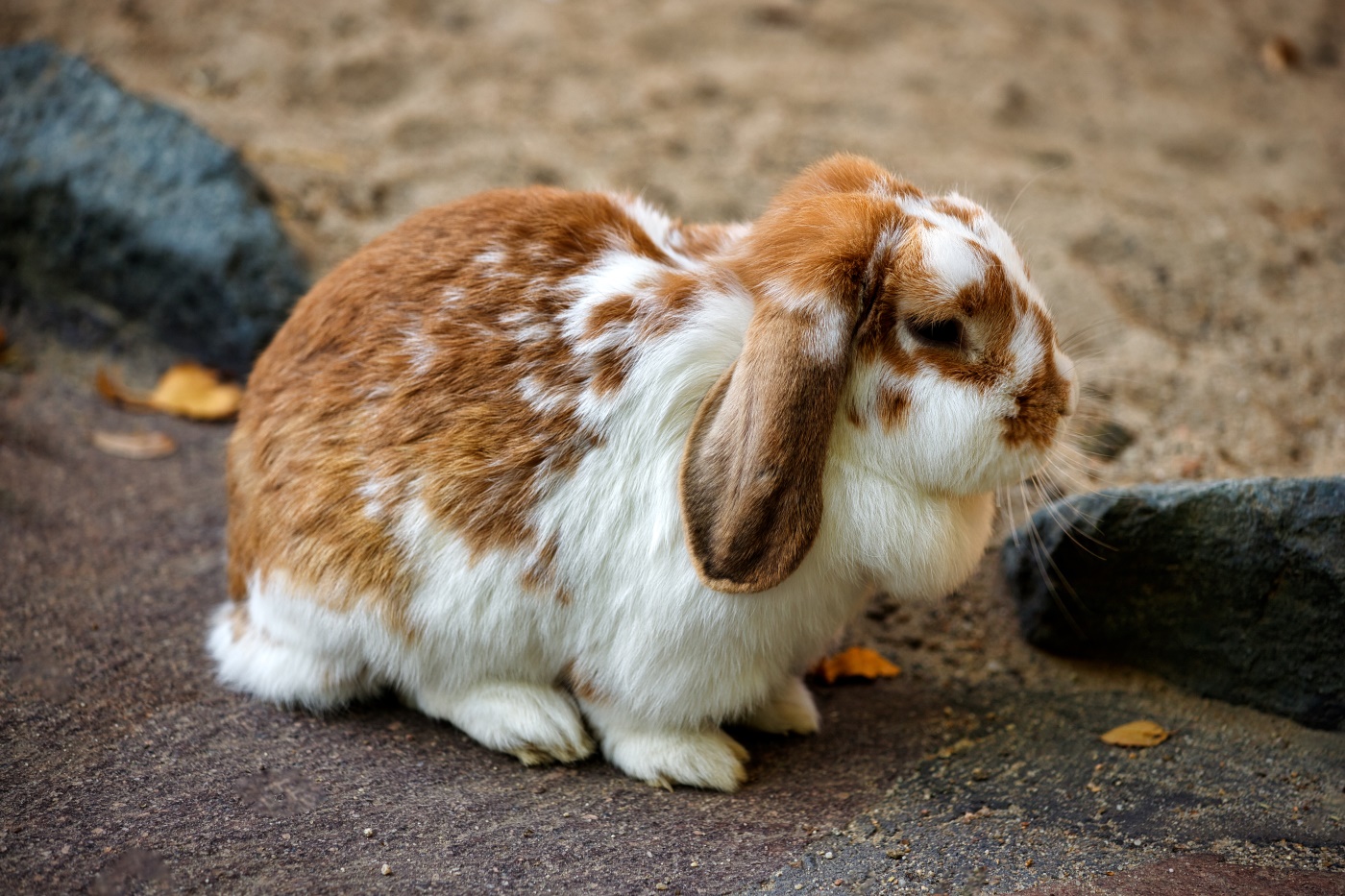 Zwergwidder Kaninchen - Haltung, Merkmale, interessante Informationen