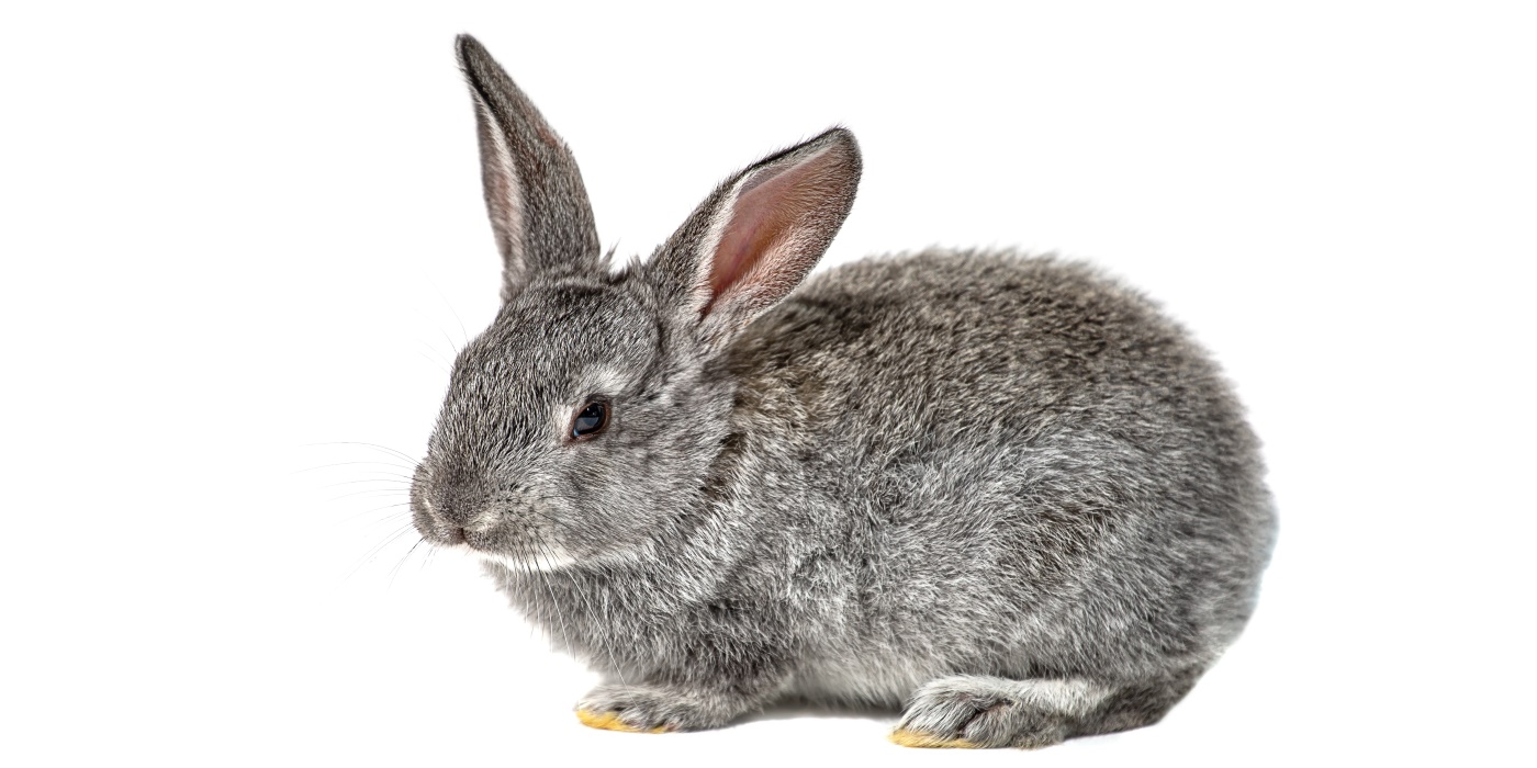 Kleinchinchilla Kaninchen Haltung, Charakter & Wesen, Aussehen