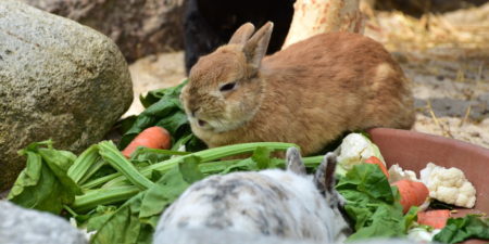 Das Foto zeigt ein gesundes Kaninchen mit Frischfutter