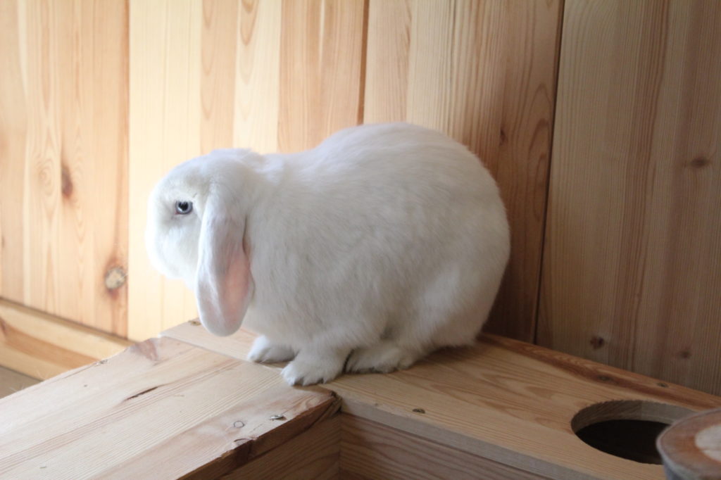 Das Foto zeigt ein Kaninchen nach dem Bürsten wenn das Kaninchen Fell verliert