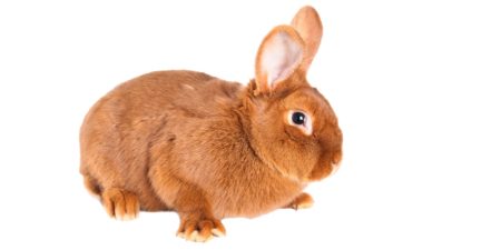Neuseeländer Kaninchen